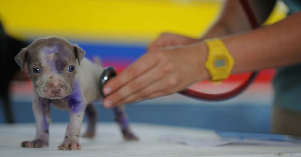 PROTOCOLOS DE LIMPIEZA EN UNA CLÍNICA VETERINARIA